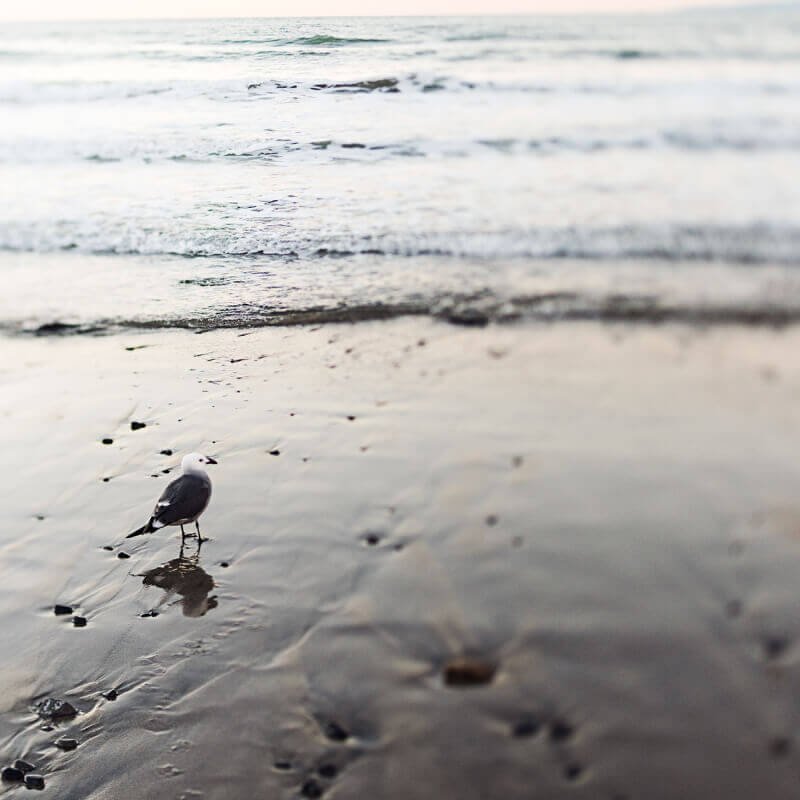 Transformation des murs en chaux, un matériau naturel et respirant, créant une atmosphère élégante et intemporelle, où chaque surface et texture raconte une histoire.